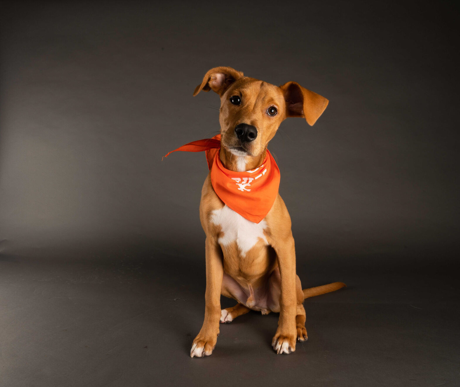 PUPPY BOWL XVII